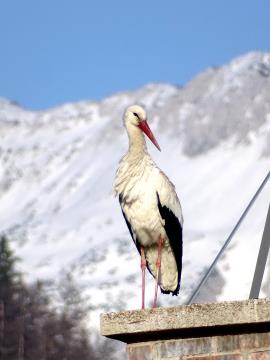 Povratek preddvorskih štorkelj (5)